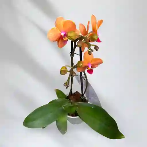 Mini Orquidea Phalaenopsis Naranja