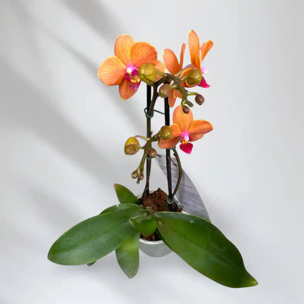 Mini Orquidea Phalaenopsis Naranja