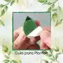 Guía Para Plantas Trepadoras