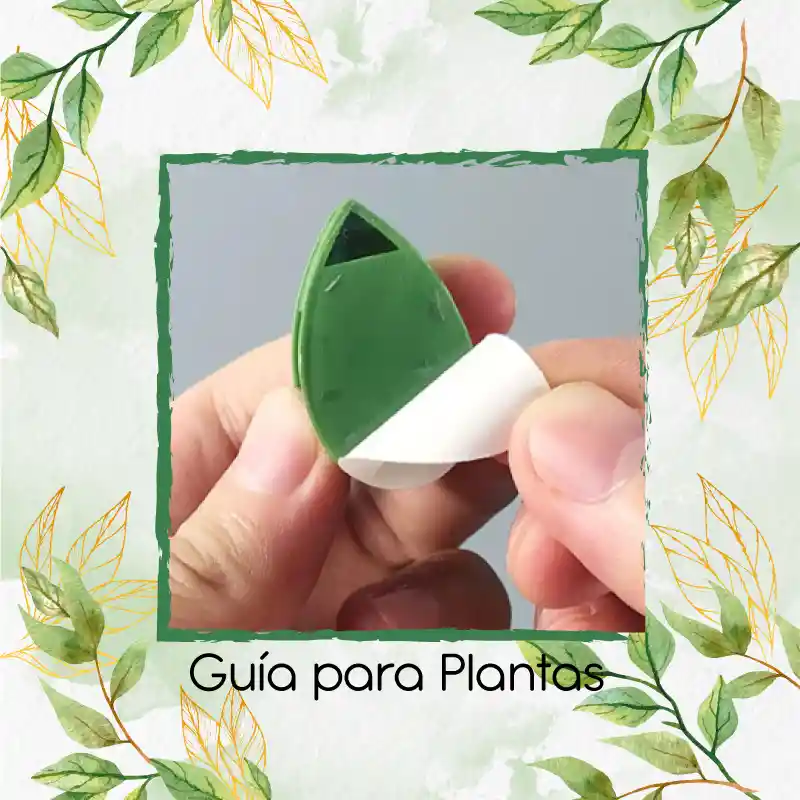 Guía Para Plantas Trepadoras