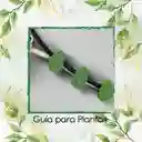 Guía Para Plantas Trepadoras