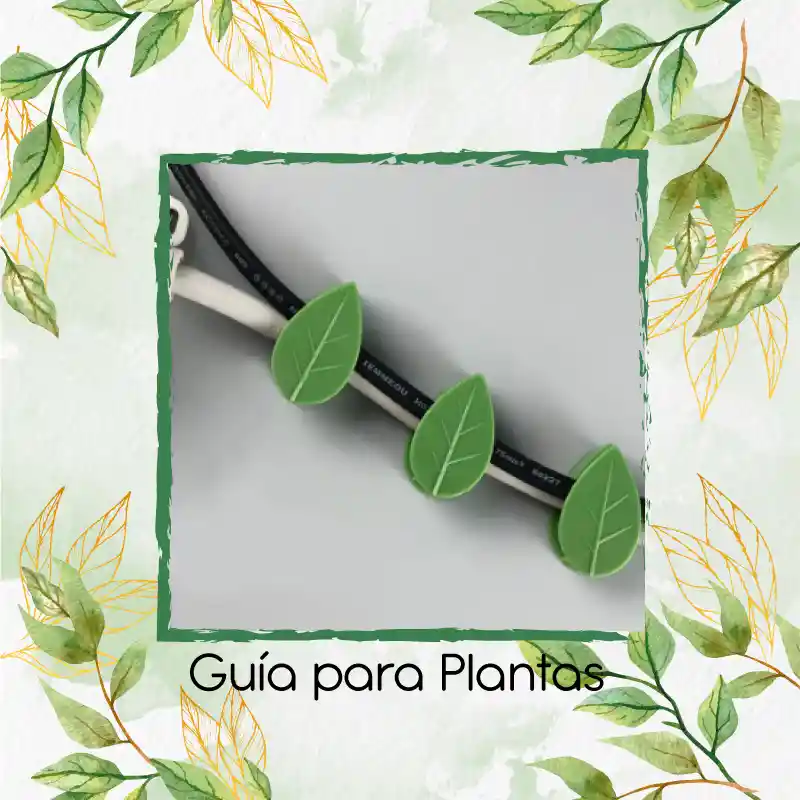 Guía Para Plantas Trepadoras