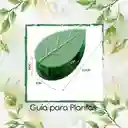 Guía Para Plantas Trepadoras