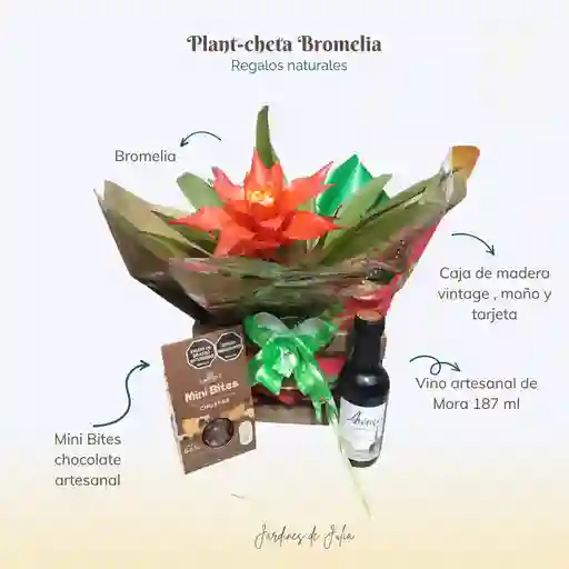 Plant-cheta Bromelia Te Quiero