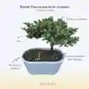 Bonsái En Maceta Cerámica Mediano