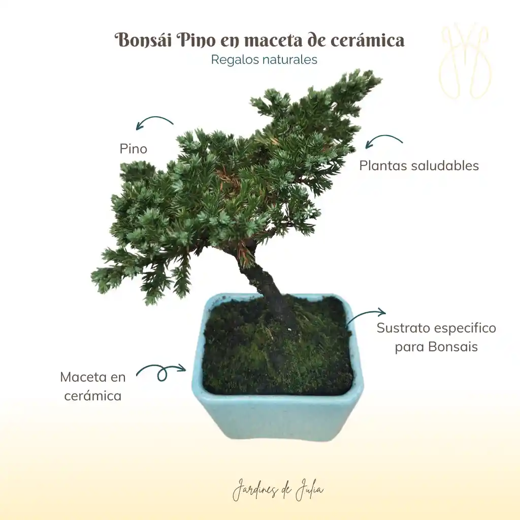 Bonsai Felicidades (s)