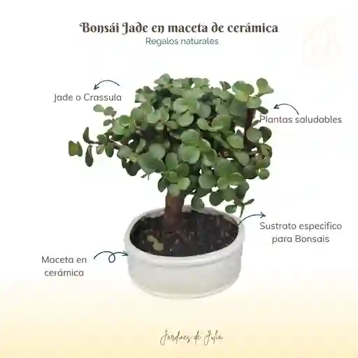 Bonsái Jade "m"