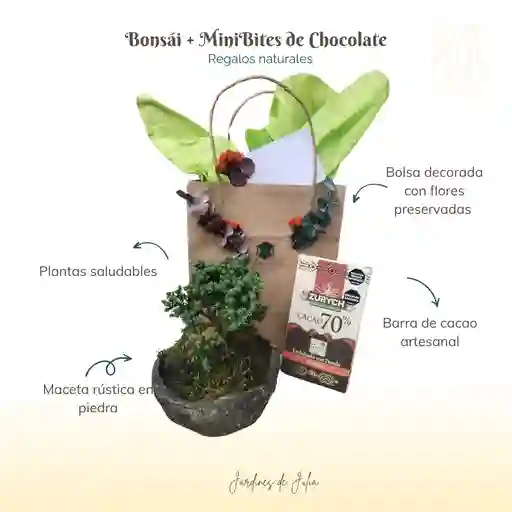 Bonsái + Barra De Cacao Artesanal