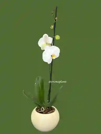 Orquídea 1v Gran Blanca - Incluye Matera