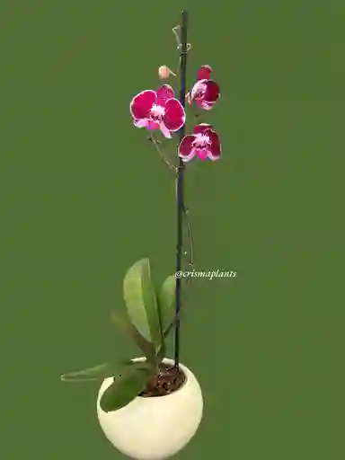 Orquídea 1v Morada Gran - Incluye Matera