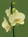 Orquídea 1v Amarillo Limón Gran- Incluye Matera