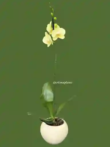 Orquídea 1v Amarillo Limón Gran- Incluye Matera