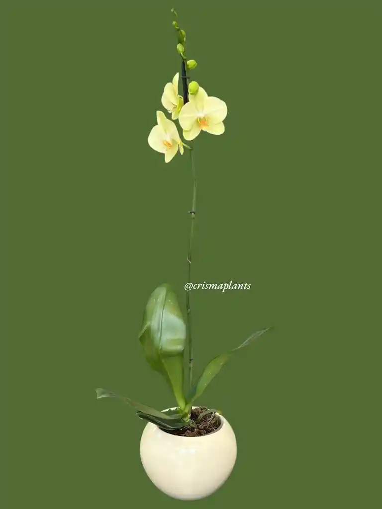 Orquídea 1v Amarillo Limón Gran- Incluye Matera