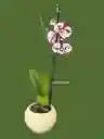 Orquídea 1v Dálmata Gran- Incluye Matera