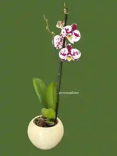 Orquídea 1v Dálmata Gran- Incluye Matera