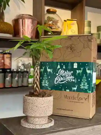 Pachira Miniatura O Árbol Del Dinero Edición Navidad