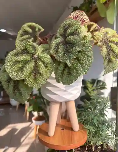 Planta En Matero Begonia