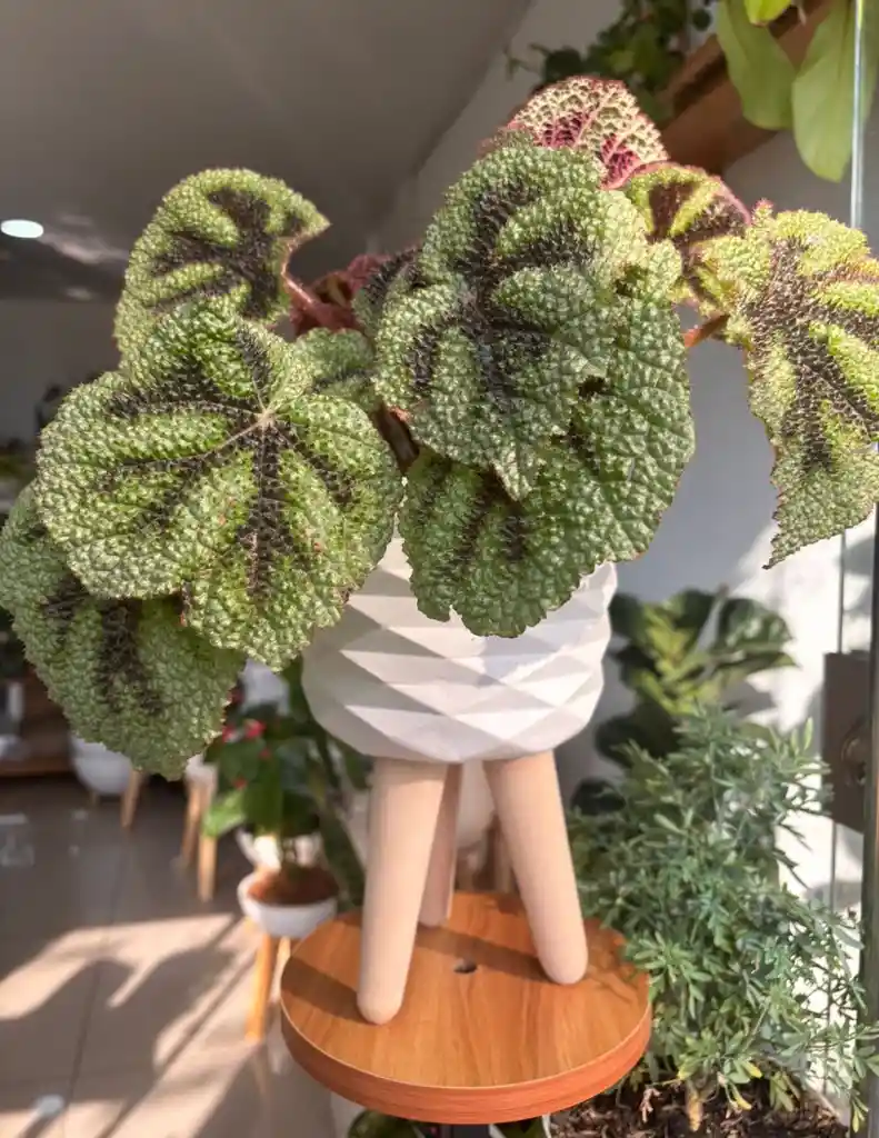 Planta En Matero Begonia