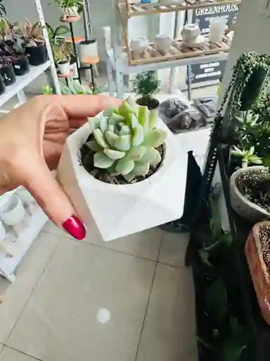 Suculenta En Matero
