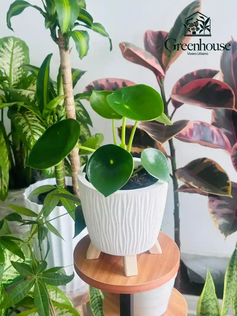 Peperomia Planta En Matero