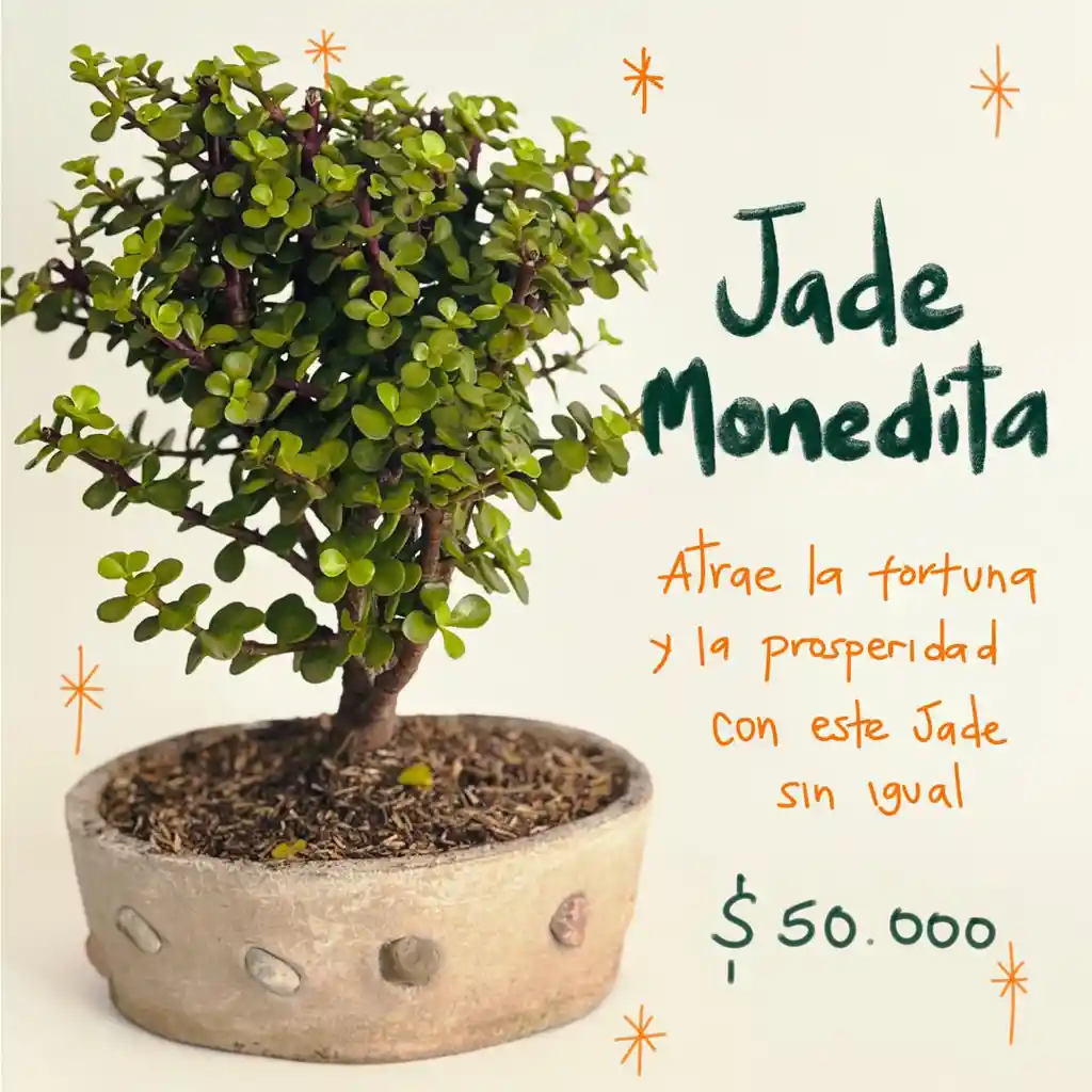 Plantas Para Abundancia