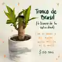 Plantas Para Abundancia
