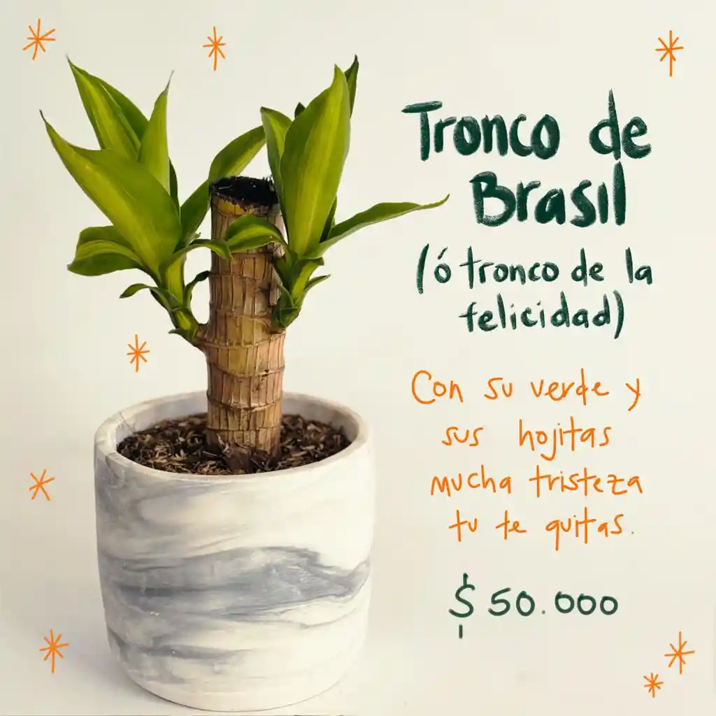 Plantas Para Abundancia