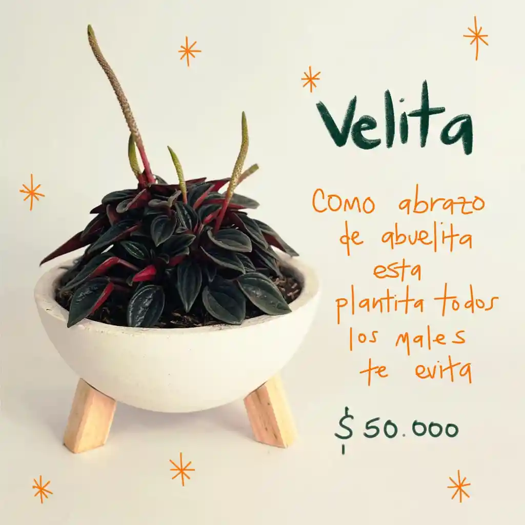 Plantas Para Abundancia