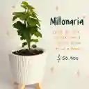Plantas Para Abundancia