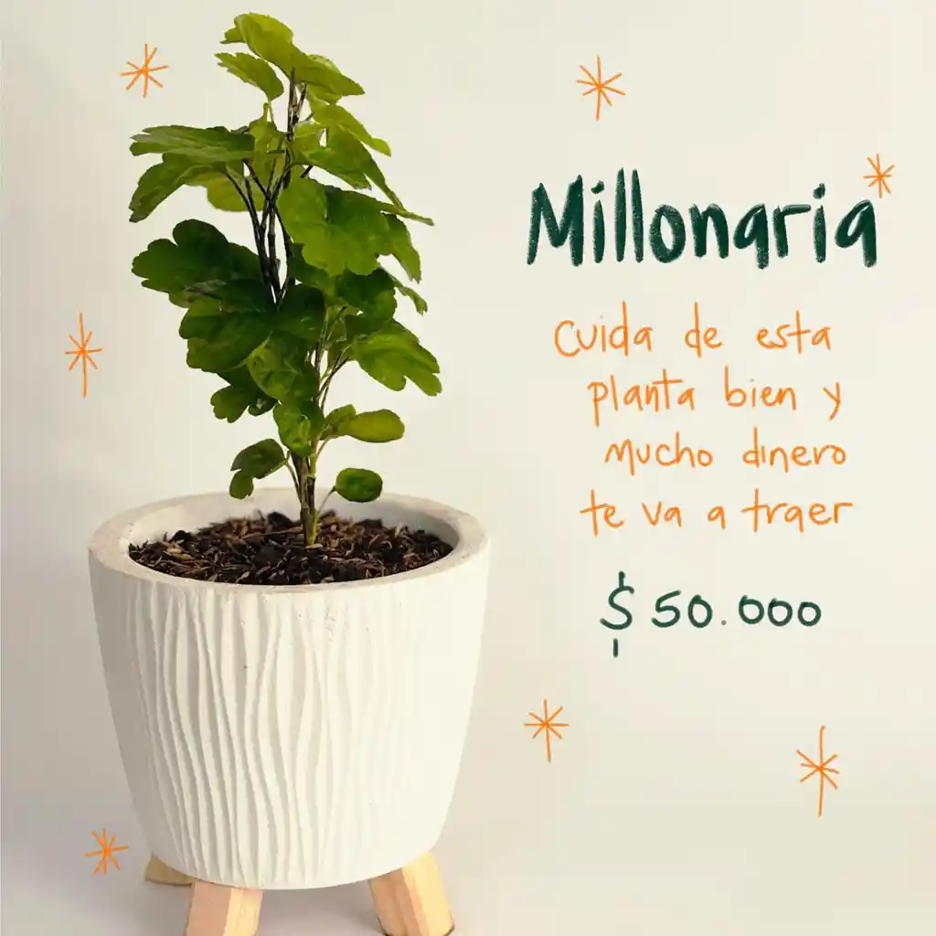 Plantas Para Abundancia