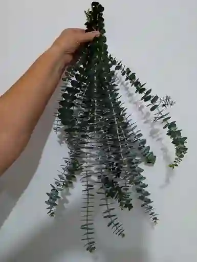 Ramo De Eucalipto