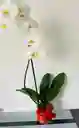 Orquidea Grande Promo