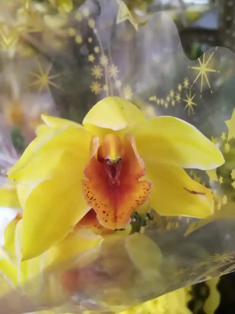 Orquídea Amarilla