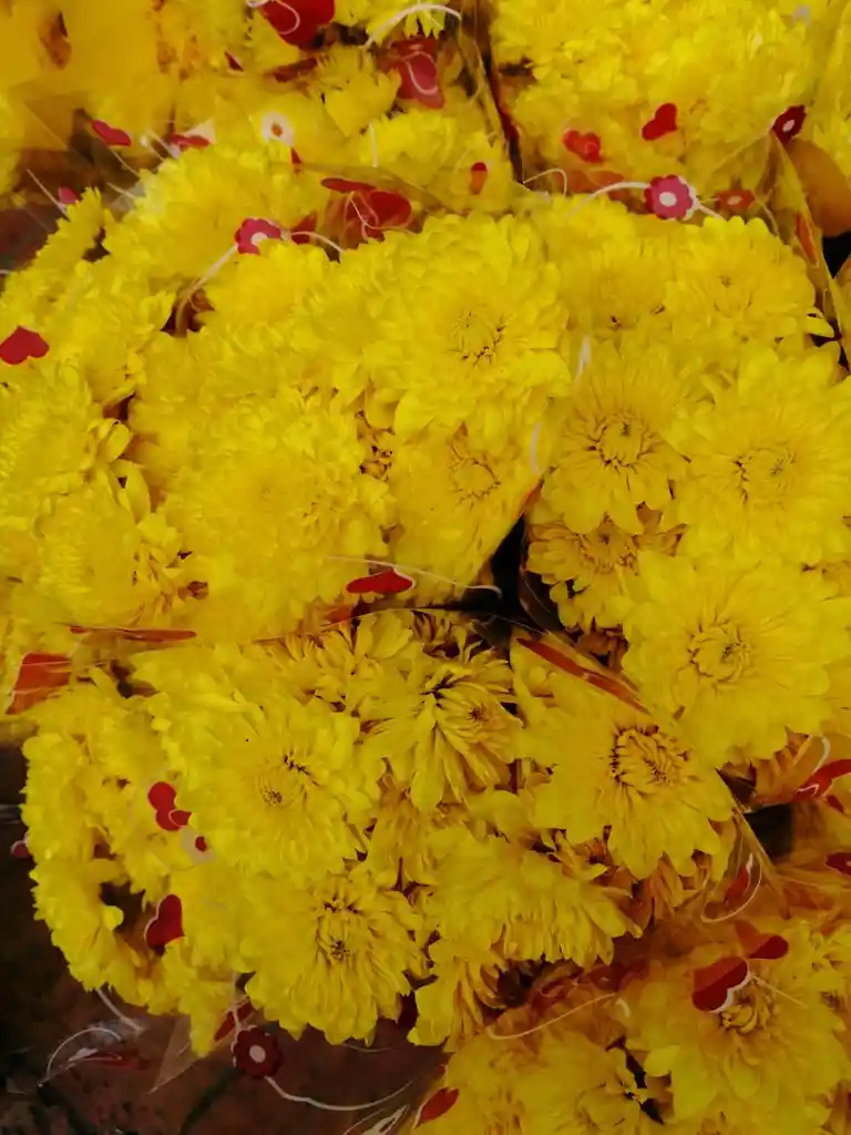 Pompon Amarillo