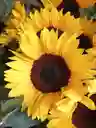 Girasol