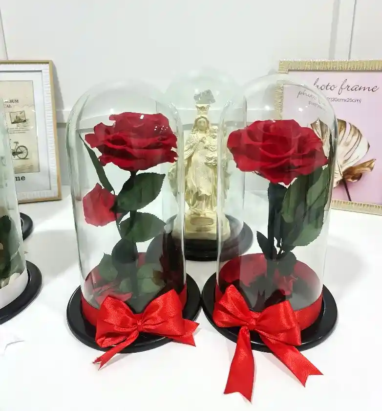 Rosa Preservada Premium Disponible Roja, Blanca, Rosada, Dorada, Amarilla, Negra