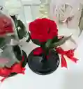 Rosa Preservada Premium Disponible Roja, Blanca, Rosada, Dorada, Amarilla, Negra