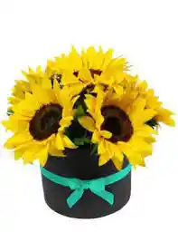 Caja De Girasoles