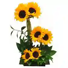 Girasoles Tres Niveles