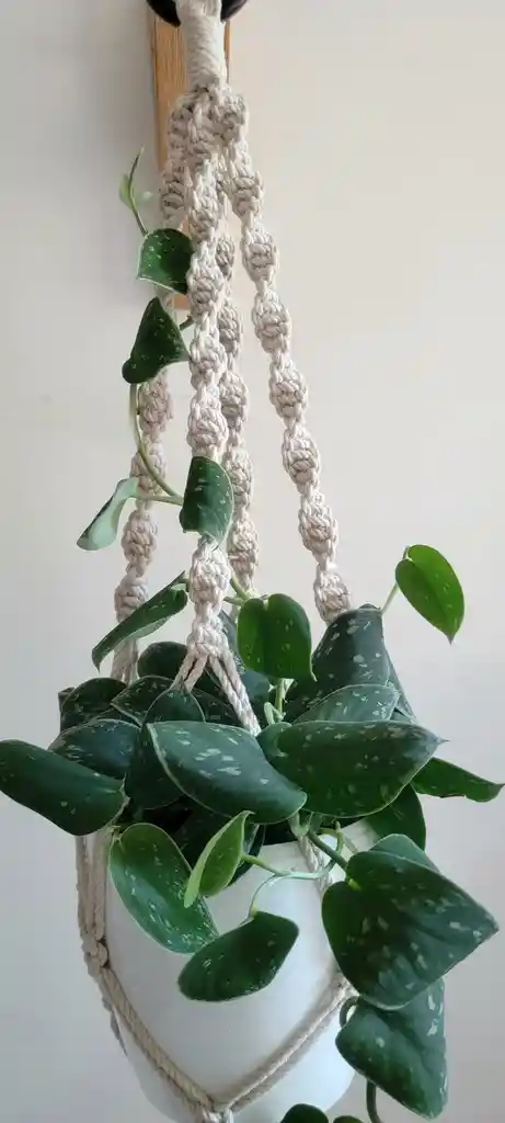 Soporte Colgante Macramé + Planta