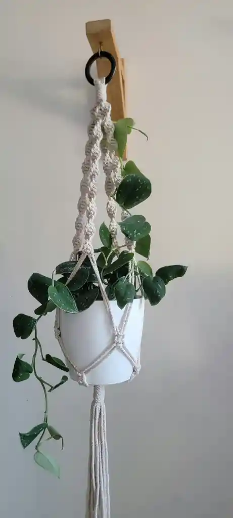 Soporte Colgante Macramé + Planta