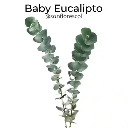 Baby Eucalipto