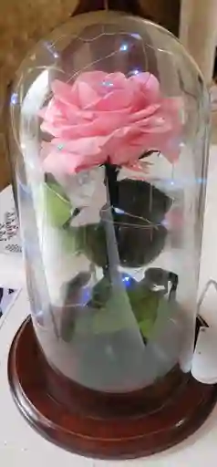 Rosa Preservada En Cupula Y Caja Sorpresa
