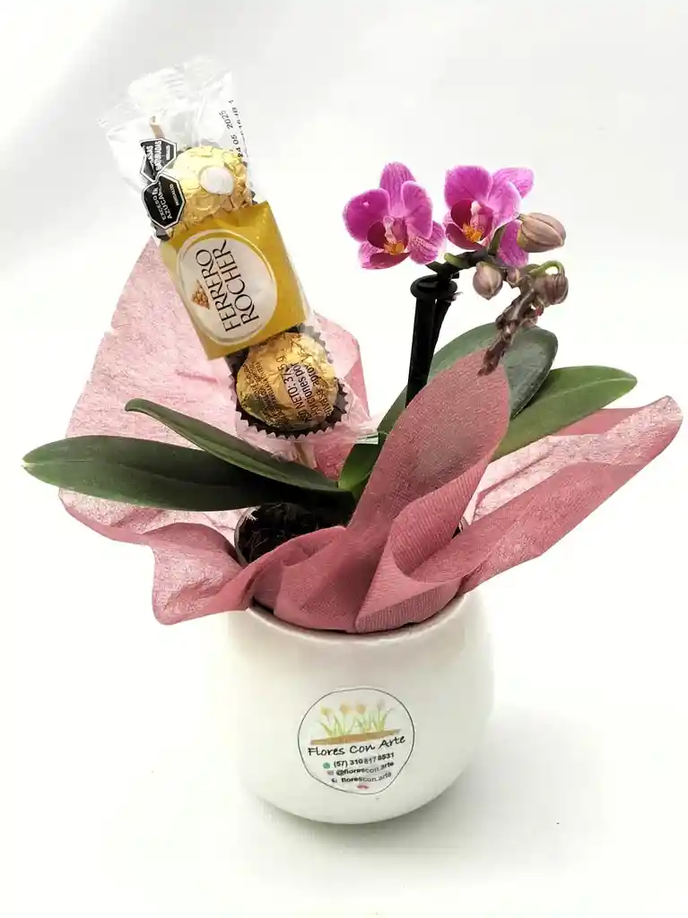 Mini Orquídea Ferrero