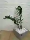 Planta Palma Zz Para Interior Con Matera Fina