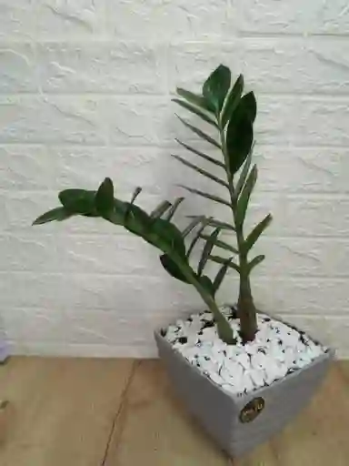 Planta Palma Zz Para Interior Con Matera Fina