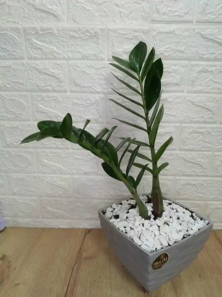 Planta Palma Zz Para Interior Con Matera Fina