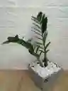 Planta Palma Zz Para Interior Con Matera Fina