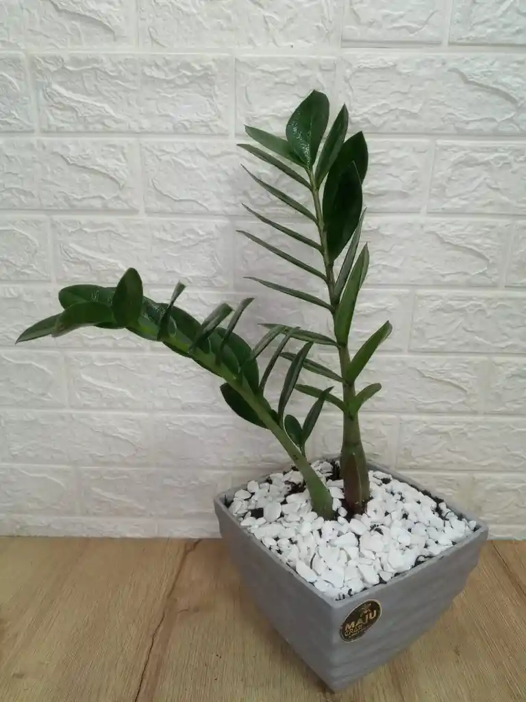 Planta Palma Zz Para Interior Con Matera Fina