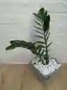 Planta Palma Zz Para Interior Con Matera Fina